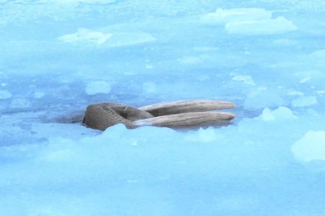 海象有时会把牙齿钩在冰上，只是为了放松